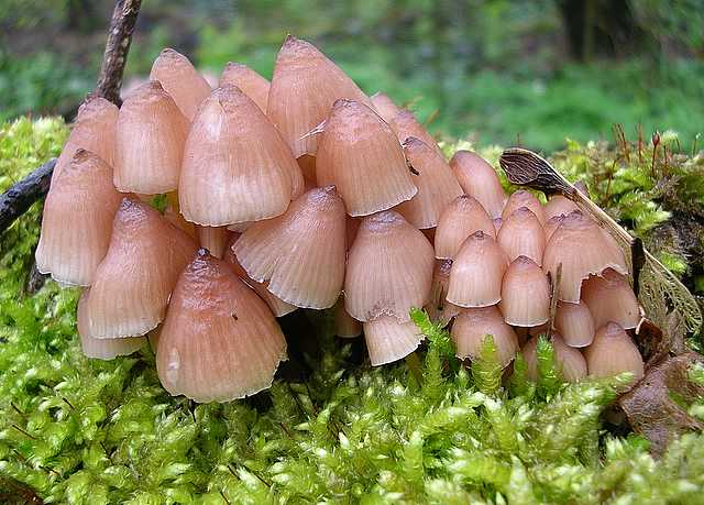 2005 :  Un anno di funghi
